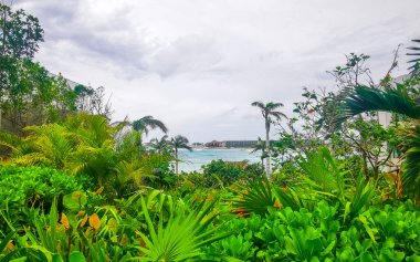 Tropical paradise beach with palm tree and Caribbean sea water in Tulum Quintana Roo Mexico. clipart