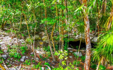 Tulum Quintana Roo Meksika 'daki tropikal doğa ormanında bir göçük..