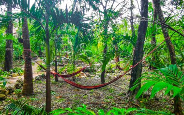 Yaxmuul ve Yaxmulito Cenote Cenote Parkı hamakları Tulum Quintana Roo Mexico 'daki tropikal ormanlarda.