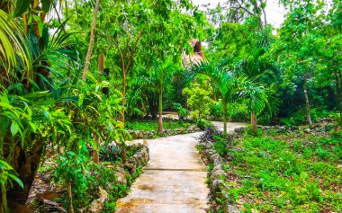 Yaxmuul ve Yaxmulito Cenote, Tulum Quintana Roo Mexico 'daki tropikal ormanda doğal yolu parkettiler..