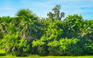 Antik Tulum 'daki tropik doğal orman palmiyeleri, tapınak kalıntıları ve Tulum Meksika' daki yürüyüş yollarıyla Maya bölgesini harabeye çeviriyor..