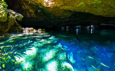 Güzel Cenote Park Yaxmuul 'da kireçtaşı kayalar turkuaz mavi yeşil su ve Tulum Quintana Roo Meksika' da doğa ormanı..