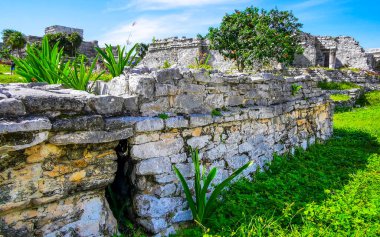 Antik Tulum, Tulum Meksika 'daki tropik doğal orman palmiyeleri manzarasında tapınak kalıntıları ve eserlerle Maya bölgesini harabeye çeviriyor..