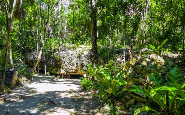 Ağaçların dallandığı tropik orman ve doğa ormanlarda bitkiler ve çiçekler ve Tulum Quintana Roo Mexico 'daki Cenote Park Yaxmuul..