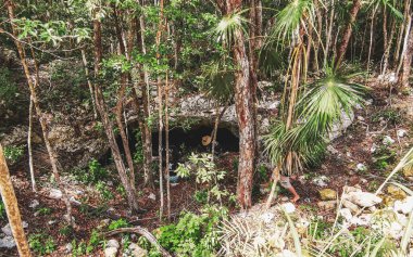 Tulum Quintana Roo Mexico 20. Ağustos 2024 Tulum Quintana Roo Meksika 'daki tropikal doğa ormanında Cenote bataklığı.