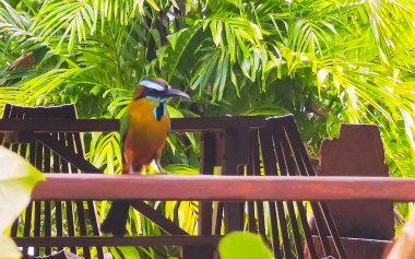 Beautiful colorful blue cenote bird Mot Mot Momoto or MotMot in Playa del Carmen Quintana Roo Mexico. clipart