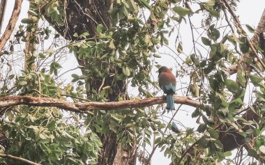 Beautiful colorful blue cenote bird Mot Mot Momoto or MotMot in Playa del Carmen Quintana Roo Mexico. clipart