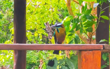 Beautiful colorful blue cenote bird Mot Mot Momoto or MotMot in Playa del Carmen Quintana Roo Mexico. clipart