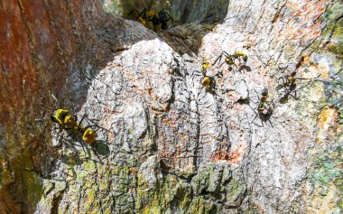 Golden giant carpenter ants climb around on a tree in Tulum Quintana Roo Mexico. clipart