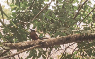 Beautiful colorful blue cenote bird Mot Mot Momoto or MotMot in Playa del Carmen Quintana Roo Mexico. clipart