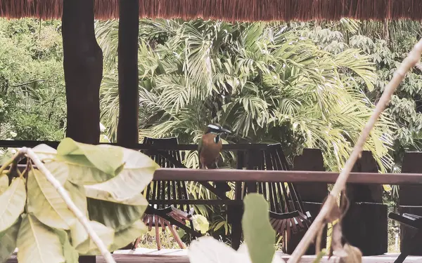 Mot Mot Momoto ya da MotMot in Playa del Carmen Quintana Roo Meksika.