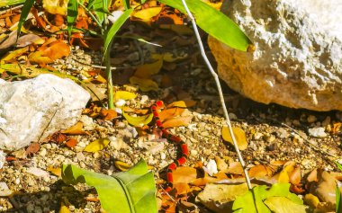 Tehlikeli mercan yılanı Tulum Quintana Roo Mexico 'daki tropikal ormanda yerde sürünür..