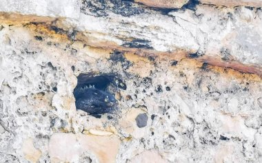 Kaya penceresinin içinde dev bir Iguana kertenkele hayvanı Tulum 'daki antik Tulum kalıntılarını izliyor ve Tulum Meksika' daki tapınak piramitlerini yıkıyor..