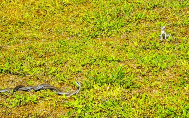 Cinsel ilişki sırasında dans eden iki yılan Tulum Quintana Roo Mexico 'da çimlerin üzerinde seks yapar..