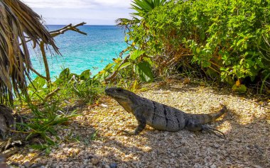 Iguana sahilde okyanus manzaralı Quintana Roo Mexico 'daki Tulum Harabeleri' ndeki tropikal ormanda..