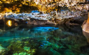 Güzel Cenote Park Yaxmulito ile kireçtaşı kayaları turkuaz mavi yeşil su ve Tulum Quintana Roo Meksika 'daki yeraltı doğa ormanı..
