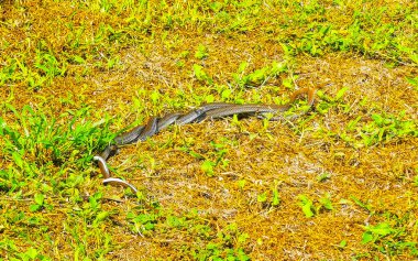 Cinsel ilişki sırasında dans eden iki yılan Tulum Quintana Roo Mexico 'da çimlerin üzerinde seks yapar..