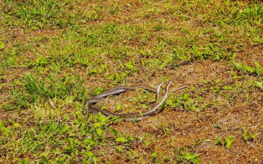 Cinsel ilişki sırasında dans eden iki yılan Tulum Quintana Roo Mexico 'da çimlerin üzerinde seks yapar..