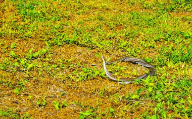 Cinsel ilişki sırasında dans eden iki yılan Tulum Quintana Roo Mexico 'da çimlerin üzerinde seks yapar..