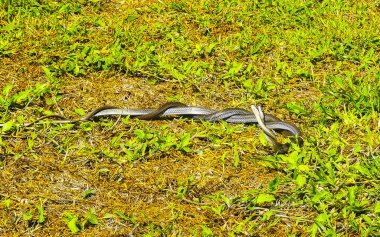 Cinsel ilişki sırasında dans eden iki yılan Tulum Quintana Roo Mexico 'da çimlerin üzerinde seks yapar..