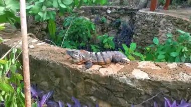Tulum Quintana Roo Mexico 'daki tropikal ormanda ve doğada bir kayanın üzerindeki iguana..