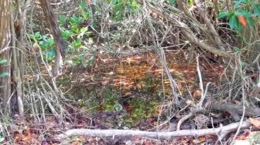 Tulum Quintana Roo Meksika 'daki mangrov bataklığında timsah timsahı..