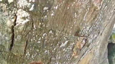 Altın dev marangoz karıncalar Tulum Quintana Roo Mexico 'da bir ağaca tırmanıyor..