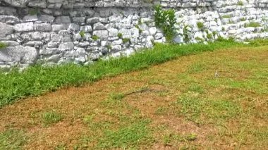 Cinsel ilişki sırasında dans eden iki yılan Tulum Quintana Roo Mexico 'da çimlerin üzerinde seks yapar..