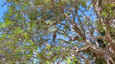 Tulum Quintana Roo Meksika 'da tropikal doğada bir ağaç dalında oturan Chachalaca kuşu.