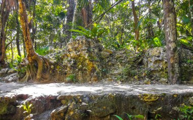 Ağaçların dallandığı tropik orman ve doğa ormanlarda bitkiler ve çiçekler ve Tulum Quintana Roo Mexico 'daki Cenote Park Yaxmuul..