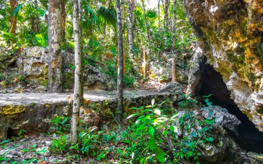 Ağaçların dallandığı tropik orman ve doğa ormanlarda bitkiler ve çiçekler ve Tulum Quintana Roo Mexico 'daki Cenote Park Yaxmuul..