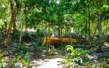 Ağaçların dallandığı tropik orman ve doğa ormanlarda bitkiler ve çiçekler ve Tulum Quintana Roo Mexico 'daki Cenote Park Yaxmuul..