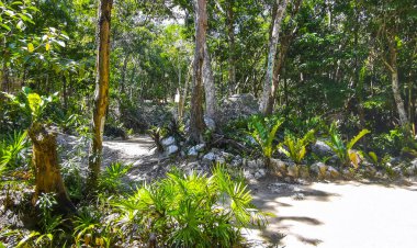 Ağaçların dallandığı tropik orman ve doğa ormanlarda bitkiler ve çiçekler ve Tulum Quintana Roo Mexico 'daki Cenote Park Yaxmuul..