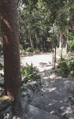 Ağaçların dallandığı tropik orman ve doğa ormanlarda bitkiler ve çiçekler ve Tulum Quintana Roo Mexico 'daki Cenote Park Yaxmuul..