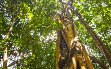 Tulum Quintana Roo Mexico 'da kocaman güzel bir Banyan Ficus Hughina maxima incir ağacı..