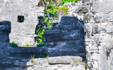 Antik Tulum, Tulum Meksika 'daki tropik doğal orman palmiyeleri manzarasında tapınak kalıntıları ve eserlerle Maya bölgesini harabeye çeviriyor..