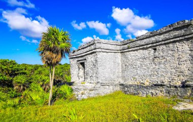 Antik Tulum, Tulum Meksika 'daki tropik doğal orman palmiyeleri manzarasında tapınak kalıntıları ve eserlerle Maya bölgesini harabeye çeviriyor..