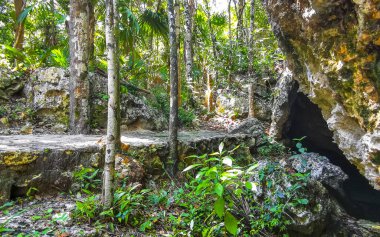 Ağaçların dallandığı tropik orman ve doğa ormanlarda bitkiler ve çiçekler ve Tulum Quintana Roo Mexico 'daki Cenote Park Yaxmuul..