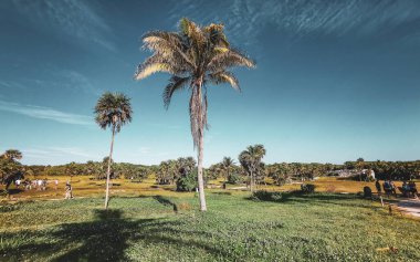 Antik Tulum 'daki tropik doğal orman palmiyeleri Tulum Meksika' daki tapınak kalıntıları ve piramitlerle Maya bölgesini harabeye çeviriyor..