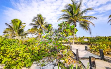 Tropik doğal orman palmiyeleri ve antik Tulum 'daki yürüyüş yolu Tulum Meksika' daki tapınak ve harabelerle Maya bölgesini harabeye çeviriyor..