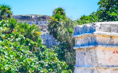 Antik Tulum 'daki tropik doğal orman palmiyeleri Tulum Meksika' daki tapınak kalıntıları ve piramitlerle Maya bölgesini harabeye çeviriyor..