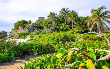 Antik Tulum 'daki tropik doğal orman palmiyeleri Tulum Meksika' daki tapınak kalıntıları ve piramitlerle Maya bölgesini harabeye çeviriyor..