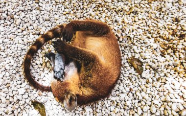 Playful coati plays and runs on the floor in Tulum Quintana Roo Mexico. clipart