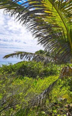 Antik Tulum 'daki doğal deniz manzarası ve sahil manzarası, Tulum Meksika' daki tropik doğal orman palmiyesinde tapınak kalıntıları ve kalıntılarla Maya bölgesini harap ediyor..