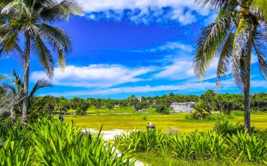 Antik Tulum 'daki tropik doğal orman palmiyeleri Tulum Meksika' daki tapınak kalıntıları ve piramitlerle Maya bölgesini harabeye çeviriyor..