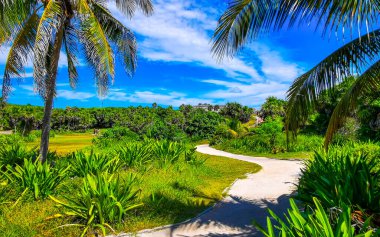 Tropik doğal orman palmiyeleri ve antik Tulum 'daki yürüyüş yolu Tulum Meksika' daki tapınak ve harabelerle Maya bölgesini harabeye çeviriyor..