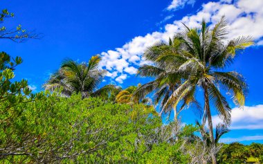 Antik Tulum 'daki tropik doğal orman palmiyeleri, tapınak kalıntıları ve Tulum Meksika' daki yürüyüş yollarıyla Maya bölgesini harabeye çeviriyor..