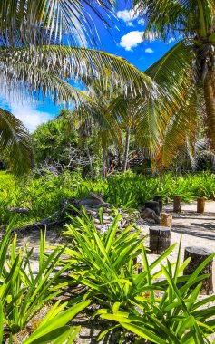 Tropik doğal orman palmiyeleri ve antik Tulum 'daki yürüyüş yolu Tulum Meksika' daki tapınak ve harabelerle Maya bölgesini harabeye çeviriyor..