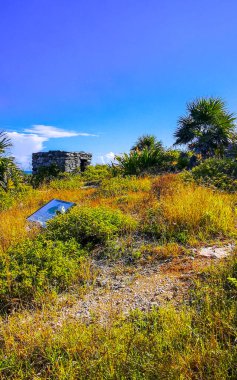 Tulum Quintana Roo Mexico 30. Ekim 2023 Tulum antik Tulum 'daki tropik doğal orman palmiye ağaçları Tulum Meksika' daki tapınak kalıntıları ve piramitlerle Maya bölgesini harabeye çevirir..