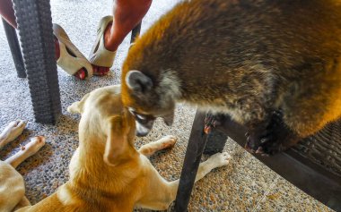 Coati fights against dog in Tulum Quintana Roo Mexico. clipart